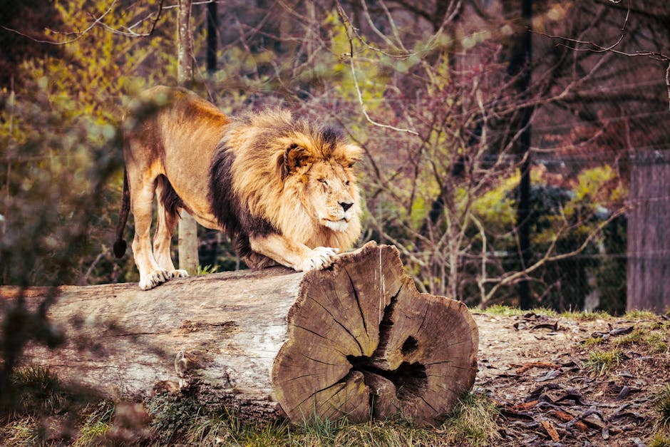 Why Lion's Mane Capsules Are Your Next Big Wellness Secret